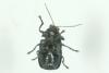 Cryptocephalus sp.
